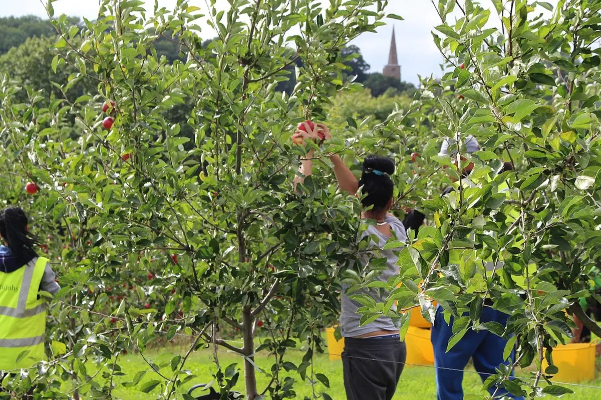 People picking apples in an orchard.